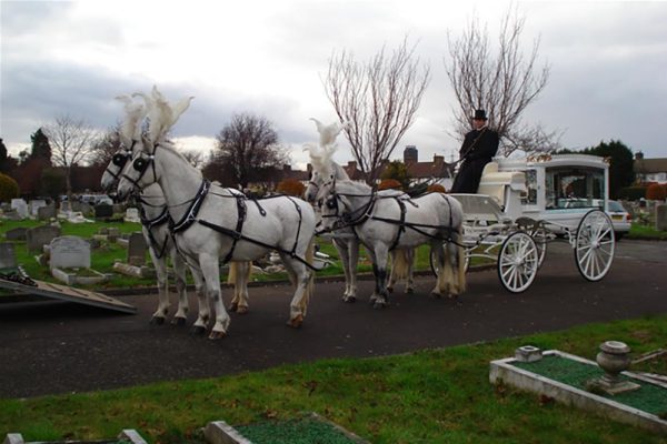 Albins Fleet - Team of White Horses